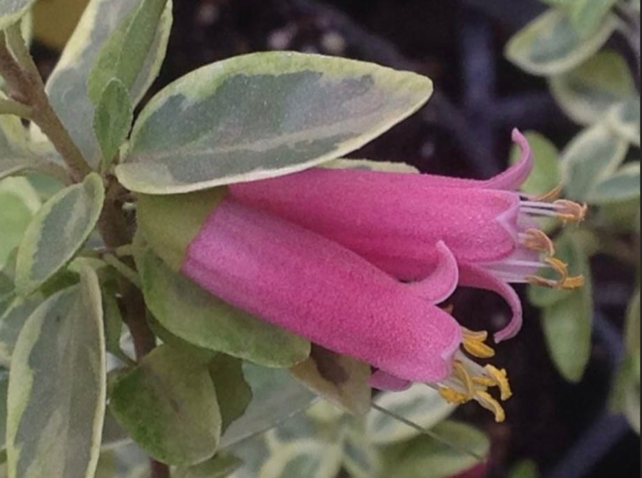 Australian Fuchsia Variegated (1 Gal.)