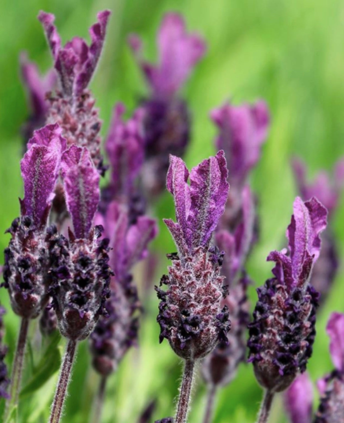 French Lavender Plant