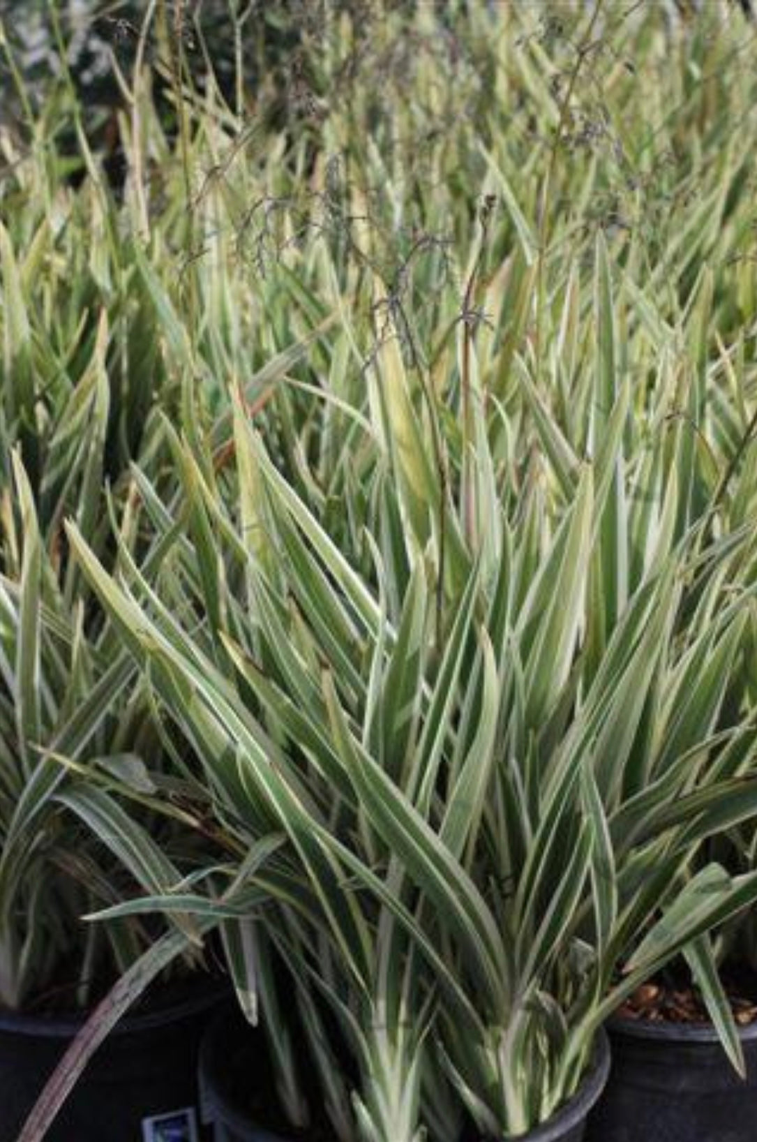 Flax Lily Variegata (1 Gal.)