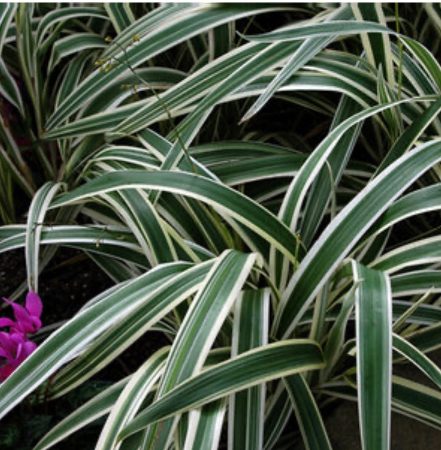 white variegated flax lily Flax Lily Variegata (1 Gal.) – Lovehopegrow