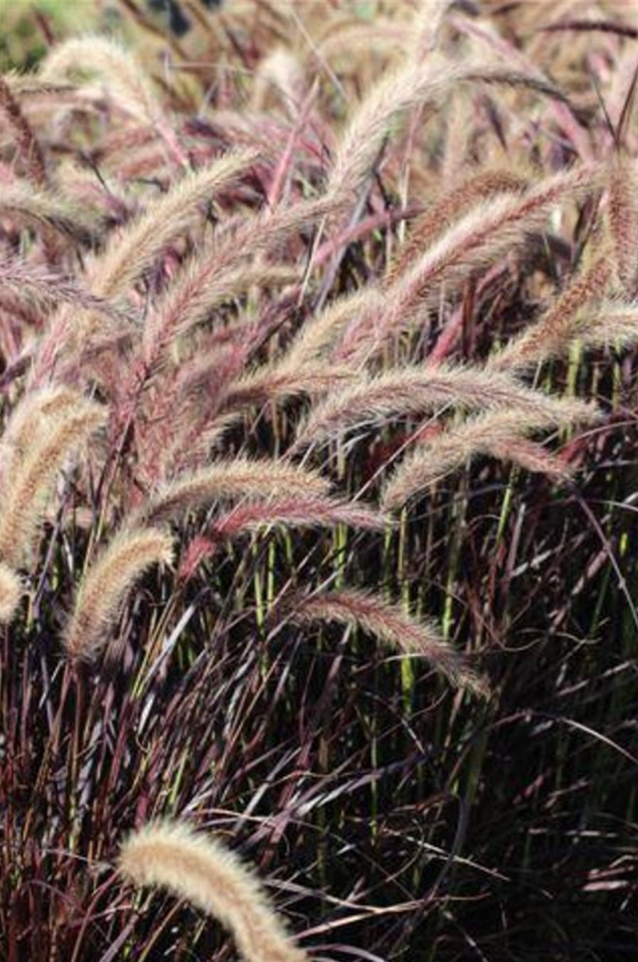Purple Fountain Grass (1 Gal.)