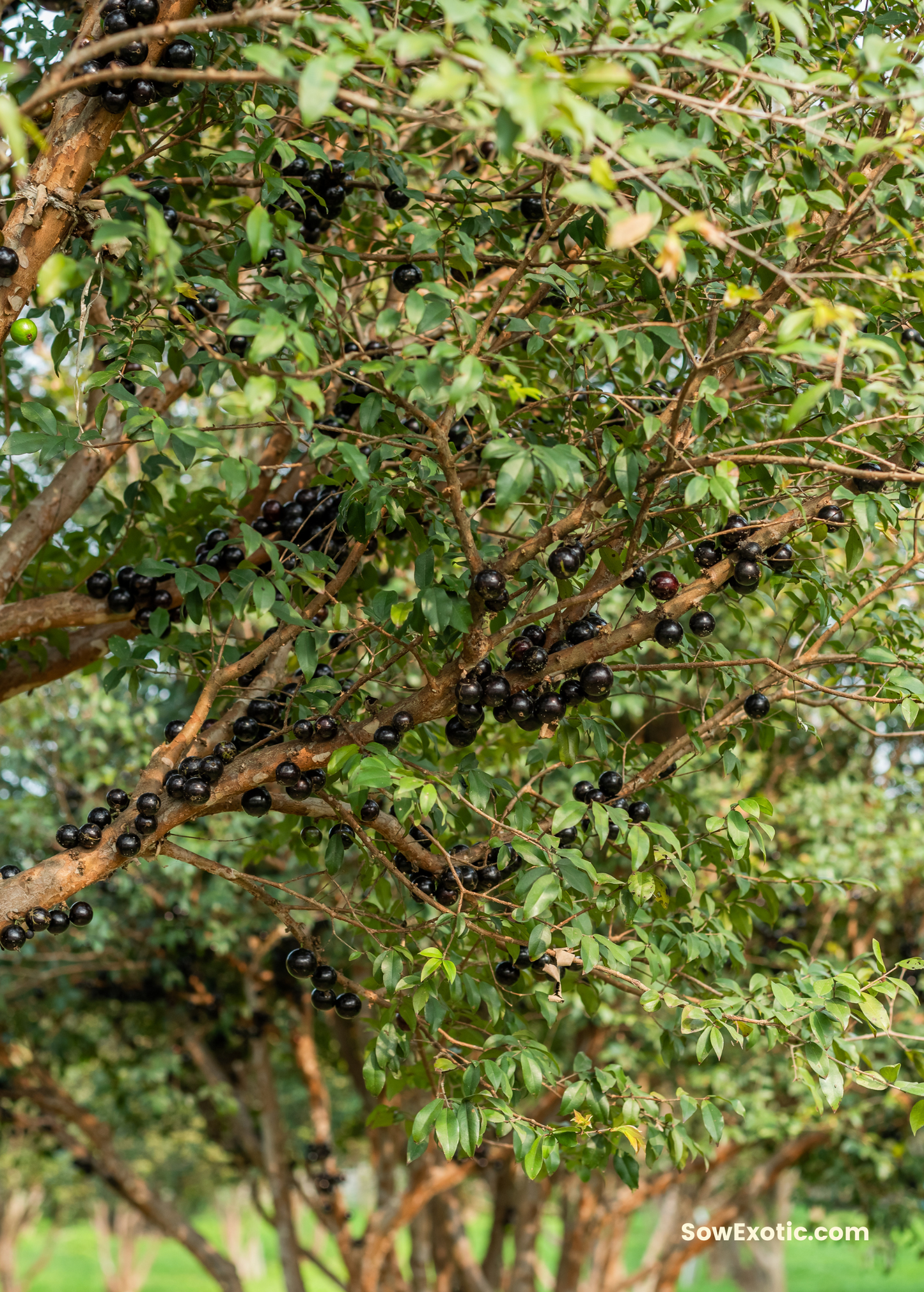 Jabuticaba (Plinia cauliflora)