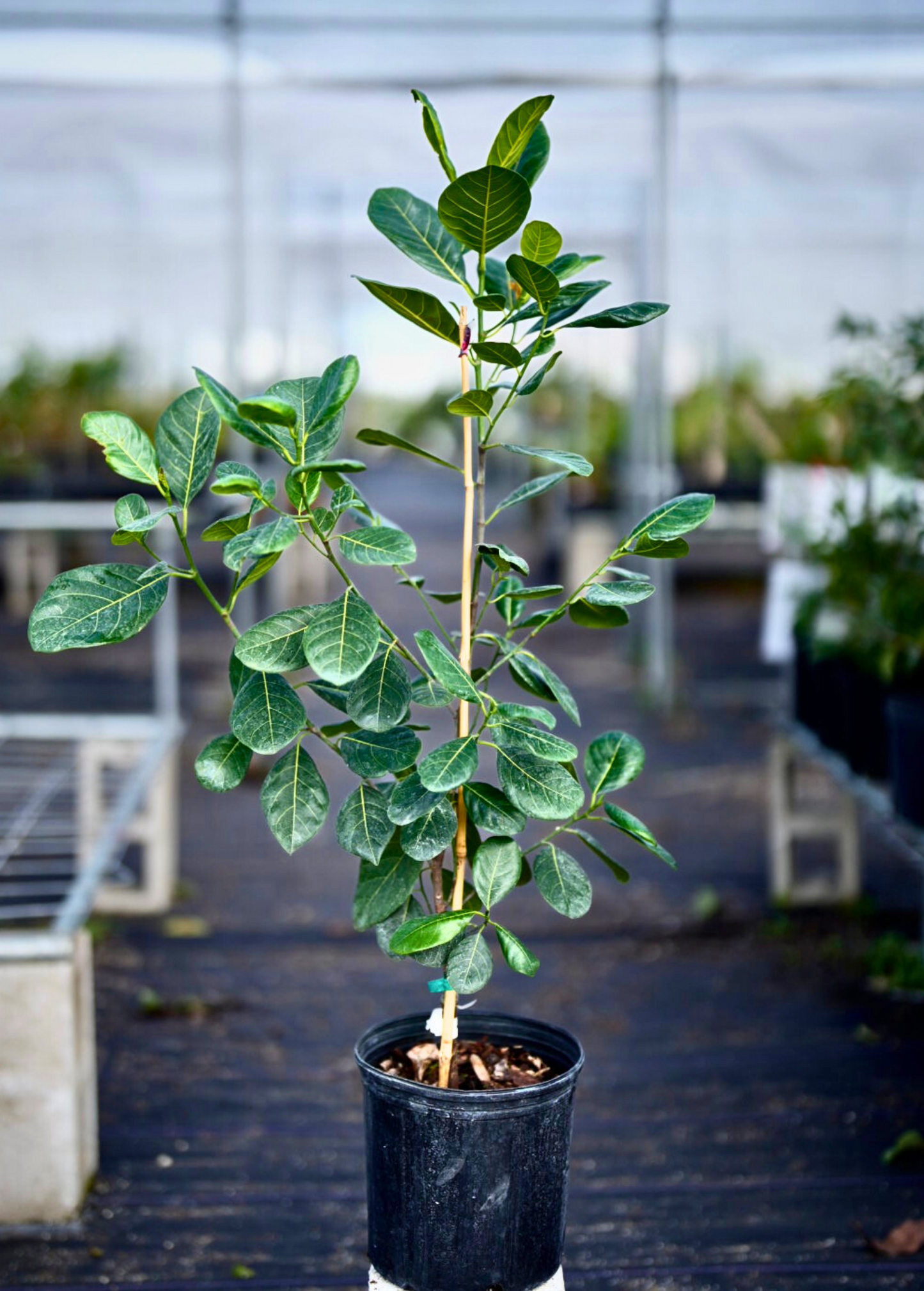 Jackfruit 'Cheena' (Artocarpus heterophyllus x Artocarpus integer)