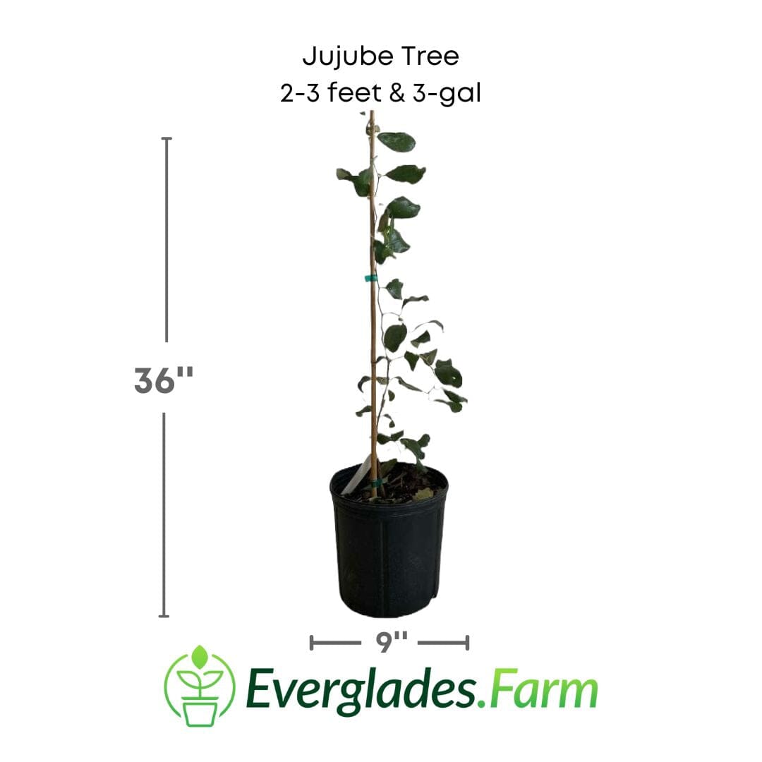 Jujube Tree Grafted