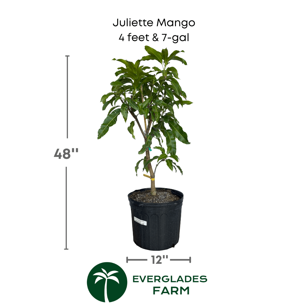 Juliette Mango Tree Grafted