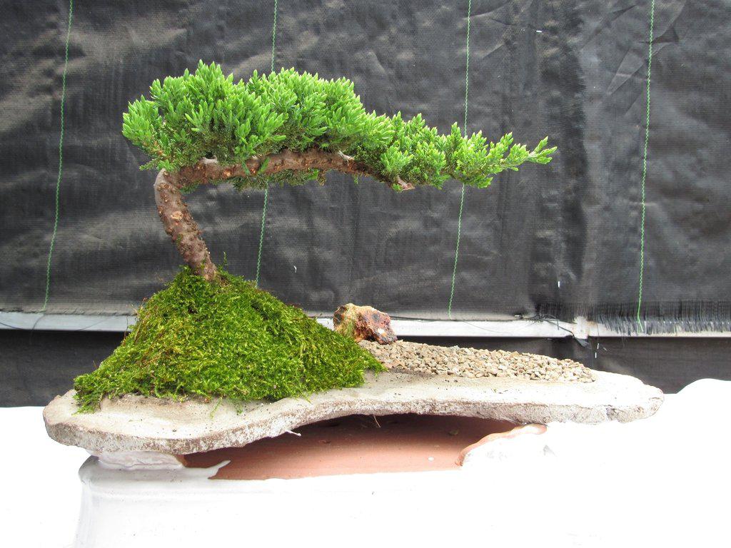are juniper bonsai trees indoor Classic Juniper Bonsai Tree – Japanese Dwarf Evergreen Bonsai, 8 Years Old