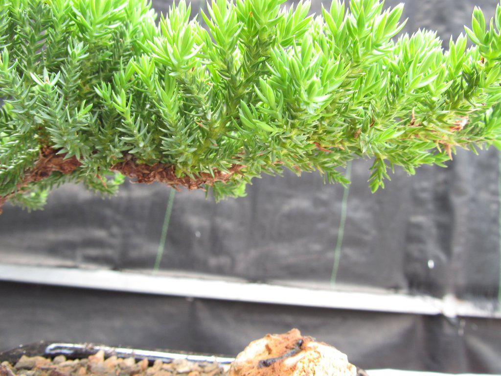Juniper Bonsai Tree - Small
