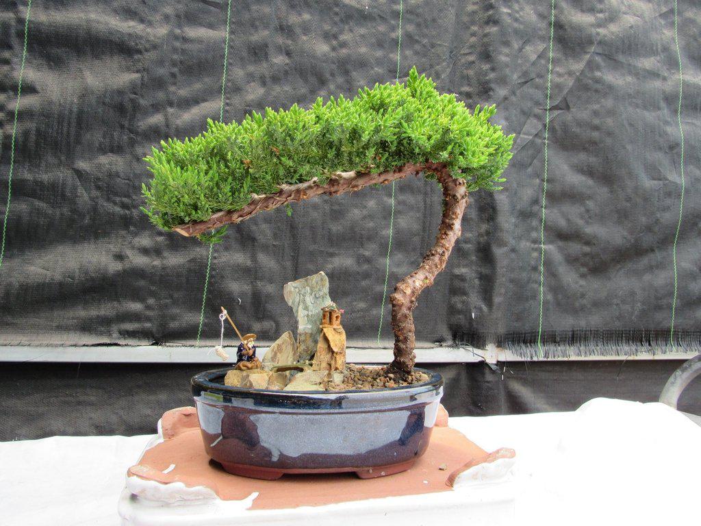 juniper house plant Juniper Bonsai Tree Stone Landscape Scene – Lovehopegrow