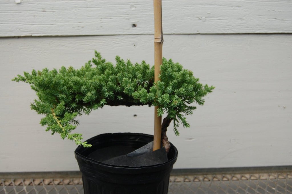 bonsai trees home depot Juniper Pre Bonsai – Lovehopegrow