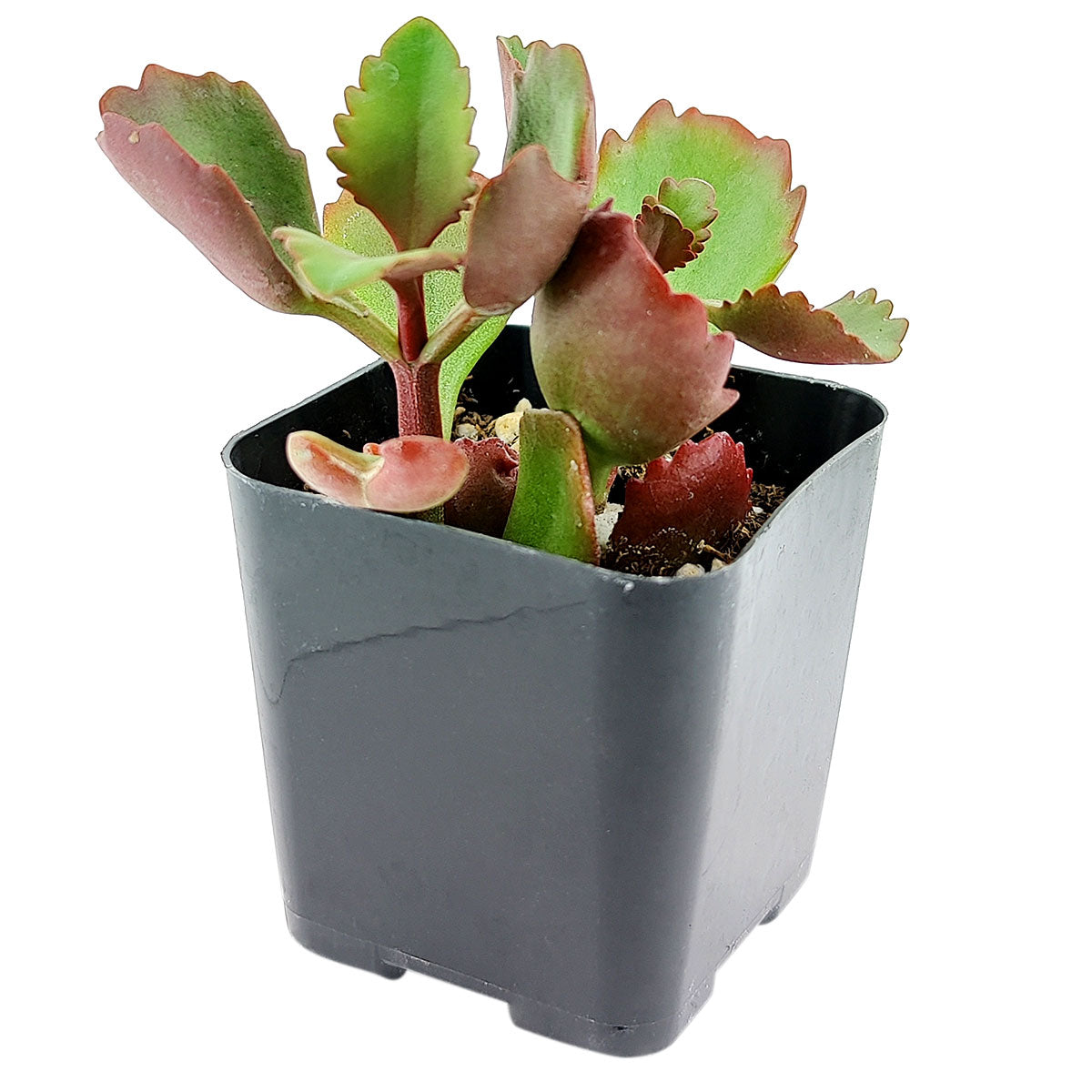 Six Angled Kalanchoe
