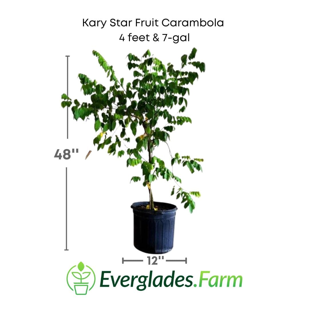 Kary Star Fruit Carambola Fruit Tree, Grafted