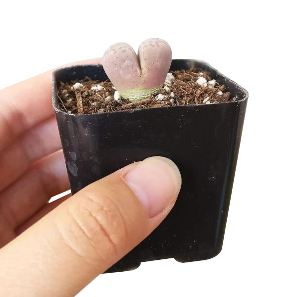 Lithops Living Stones