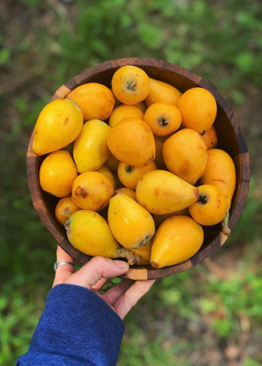 Loquat 'Christmas' (Eriobotrya japonica)