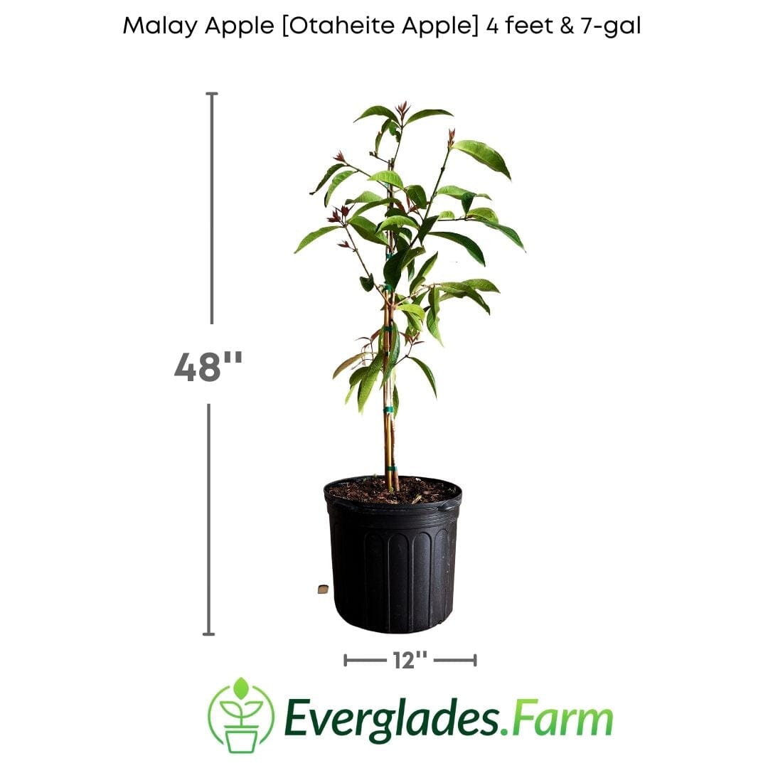 Malay Apple (Otaheite Apple) – Airlayered Fruit Tree for Sale