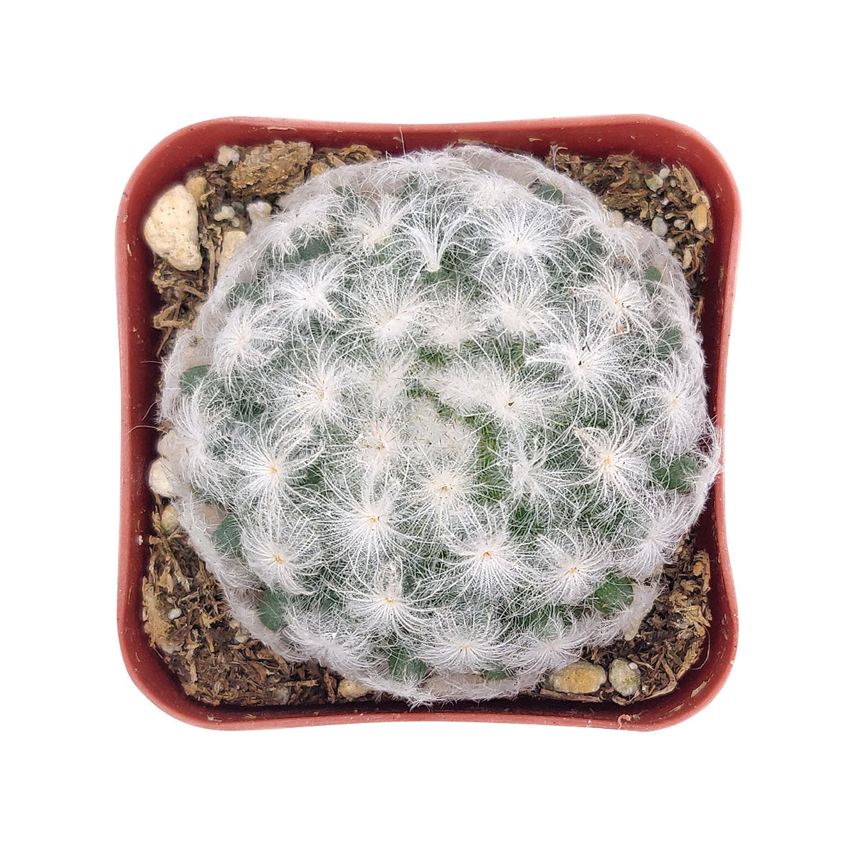 Mammillaria Plumosa 'Feather Cactus'