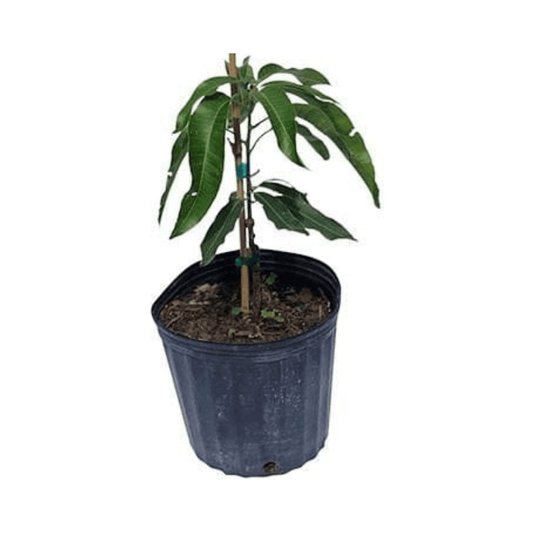 Cogshall Mango Tree Dwarf, Grafted