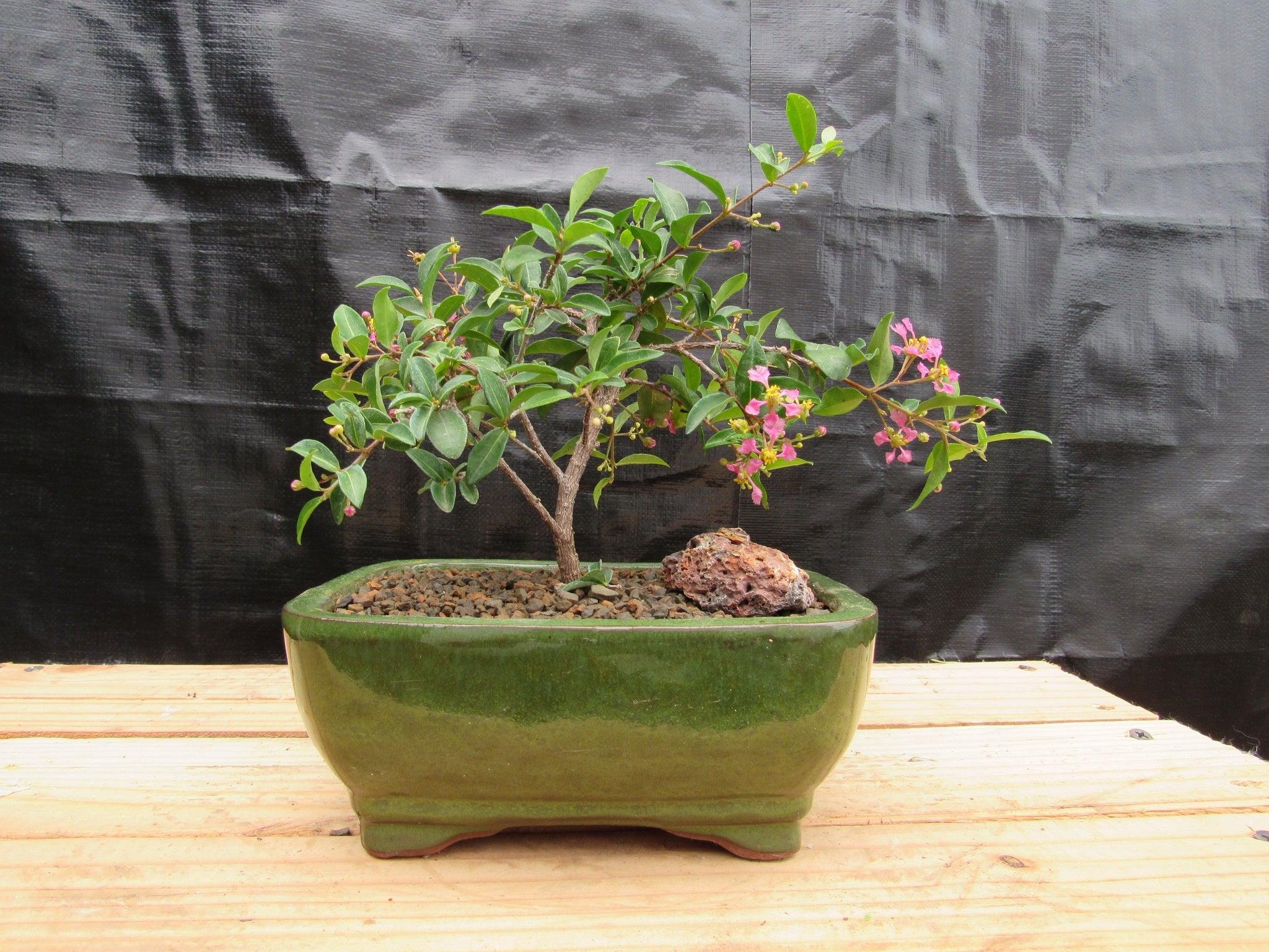 bonsai cherry trees Medium Weeping Barbados Cherry Bonsai Tree – Lovehopegrow
