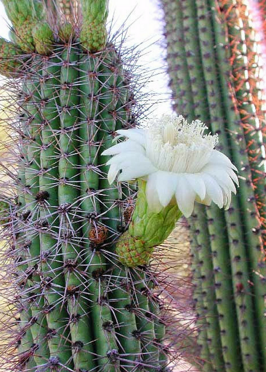 Mexican Ghost Pipe Cactus (Stenocereus thurberi)