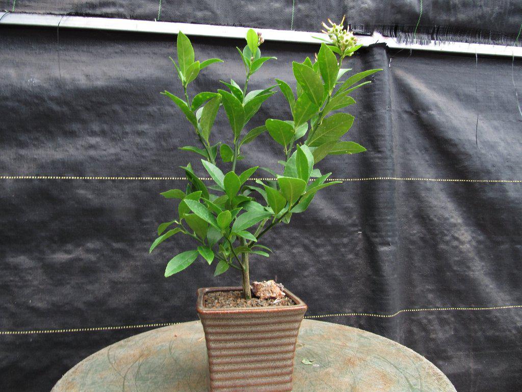 bonsai a lemon tree Meyer Lemon Bonsai Tree