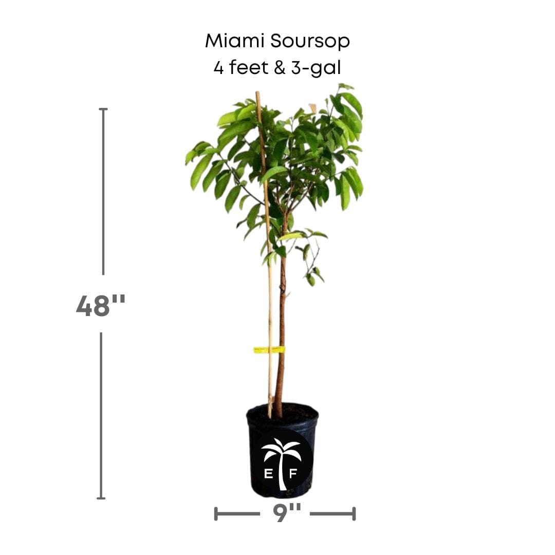 Soursop Guanabana from Seedlings Fruit Tree