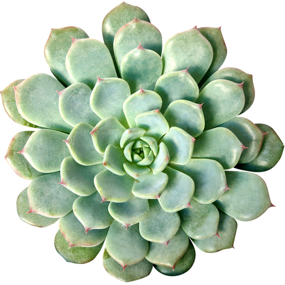 minima succulent Echeveria Minima Blue Rosette Succulent For Sale 2 inch / White Modern Pot by Succulents Box