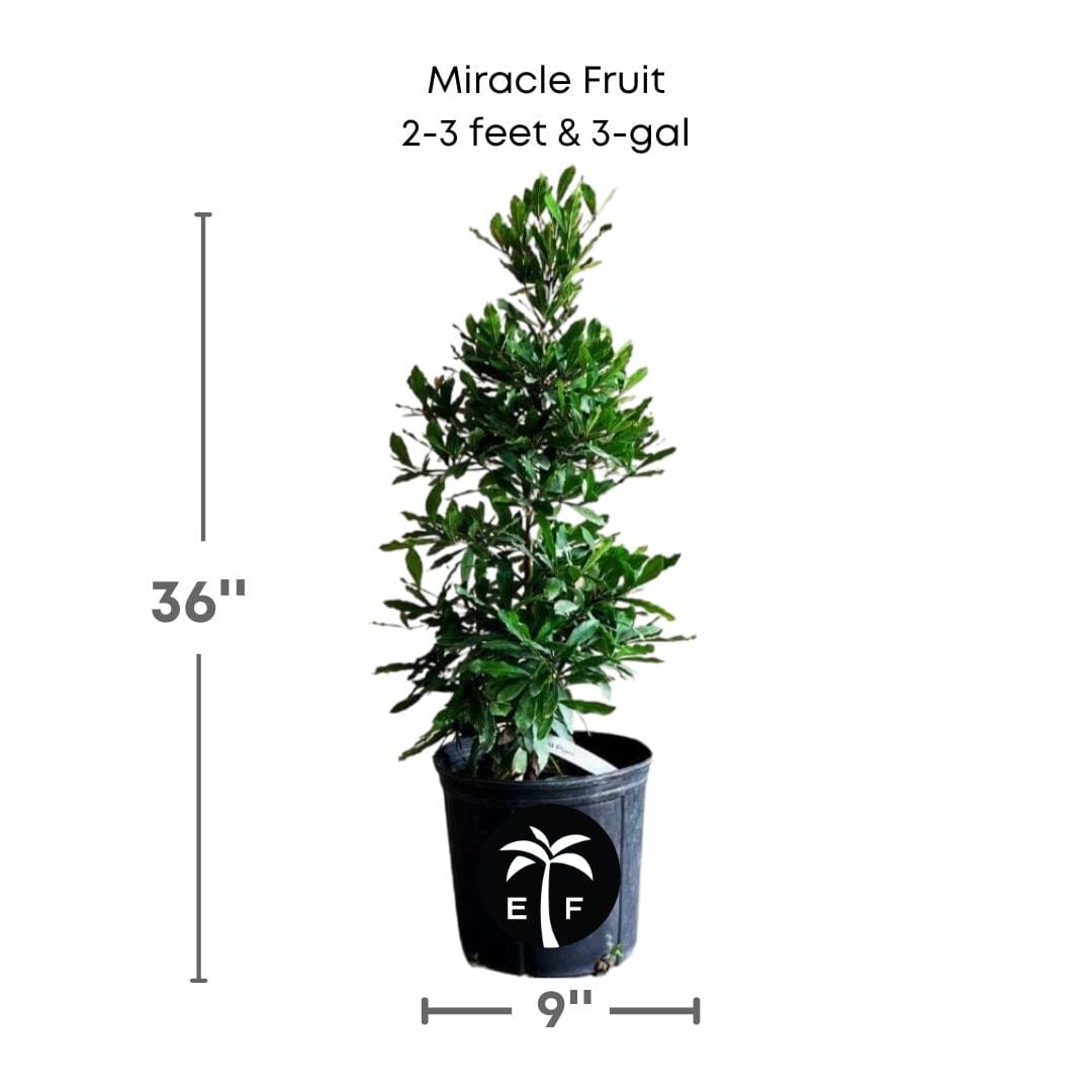 Miracle Fruit Plant (Miracle Berry Tree)