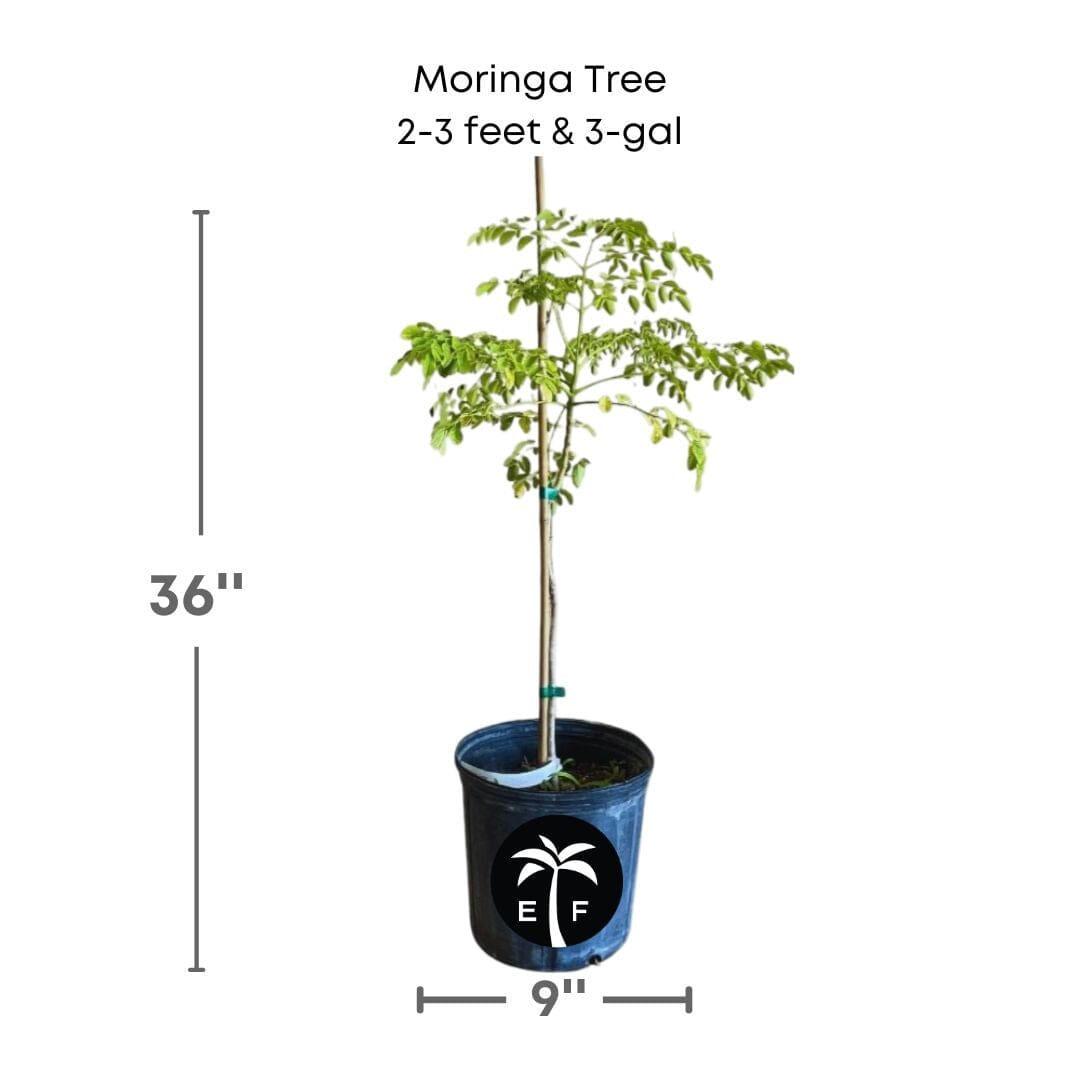 Moringa Tree (Moringa Oleifera Tree for Sale)