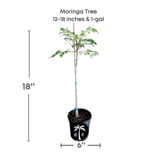 Moringa Tree (Moringa Oleifera Tree for Sale)