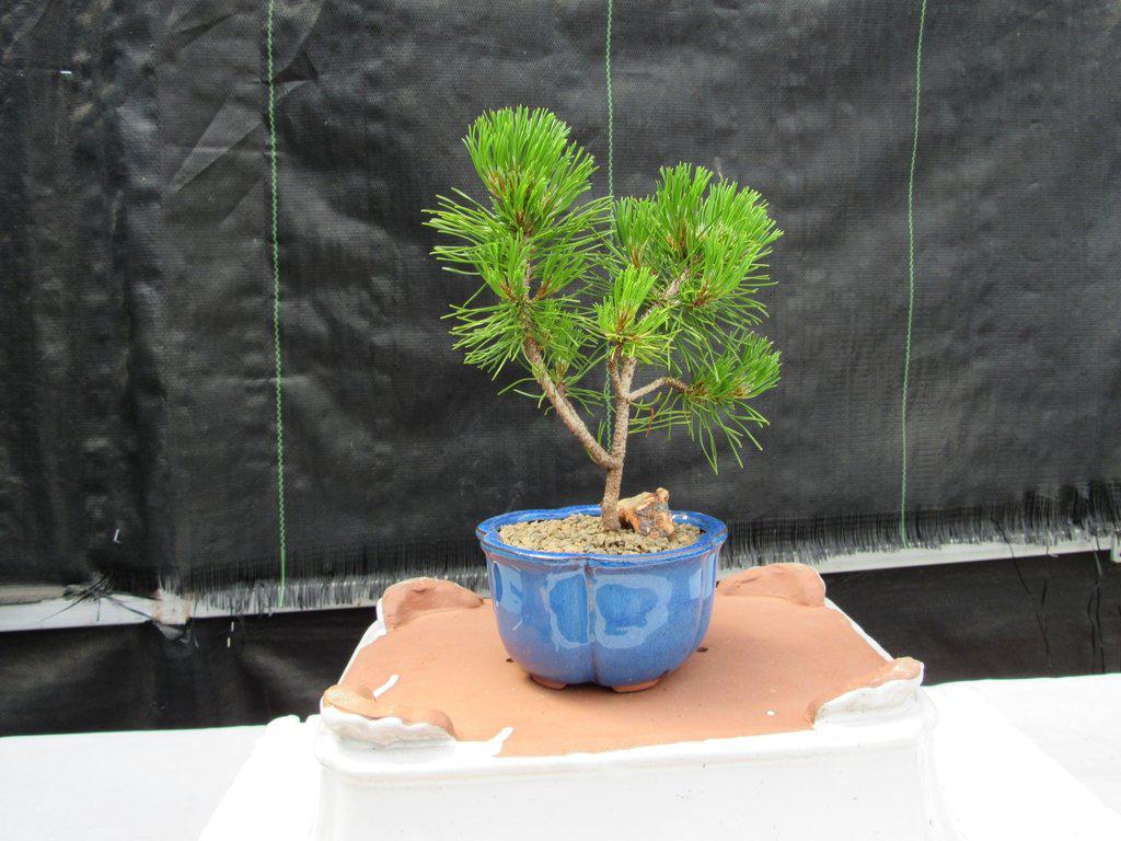 small bonsai tree for sale Bonsai Boy c2035 Mugo Pine Bonsai Tree - Pinus Mugo Valley Cushion
