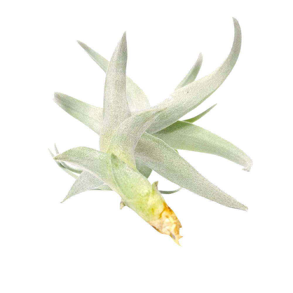 Tillandsia Nana