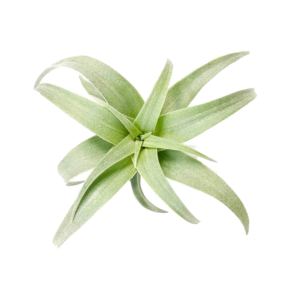 Tillandsia Nana