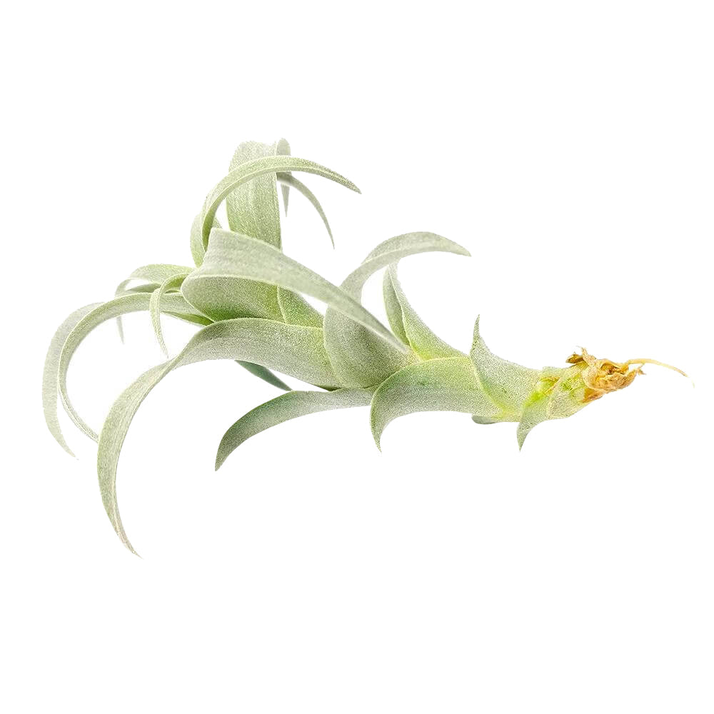 Tillandsia Nana