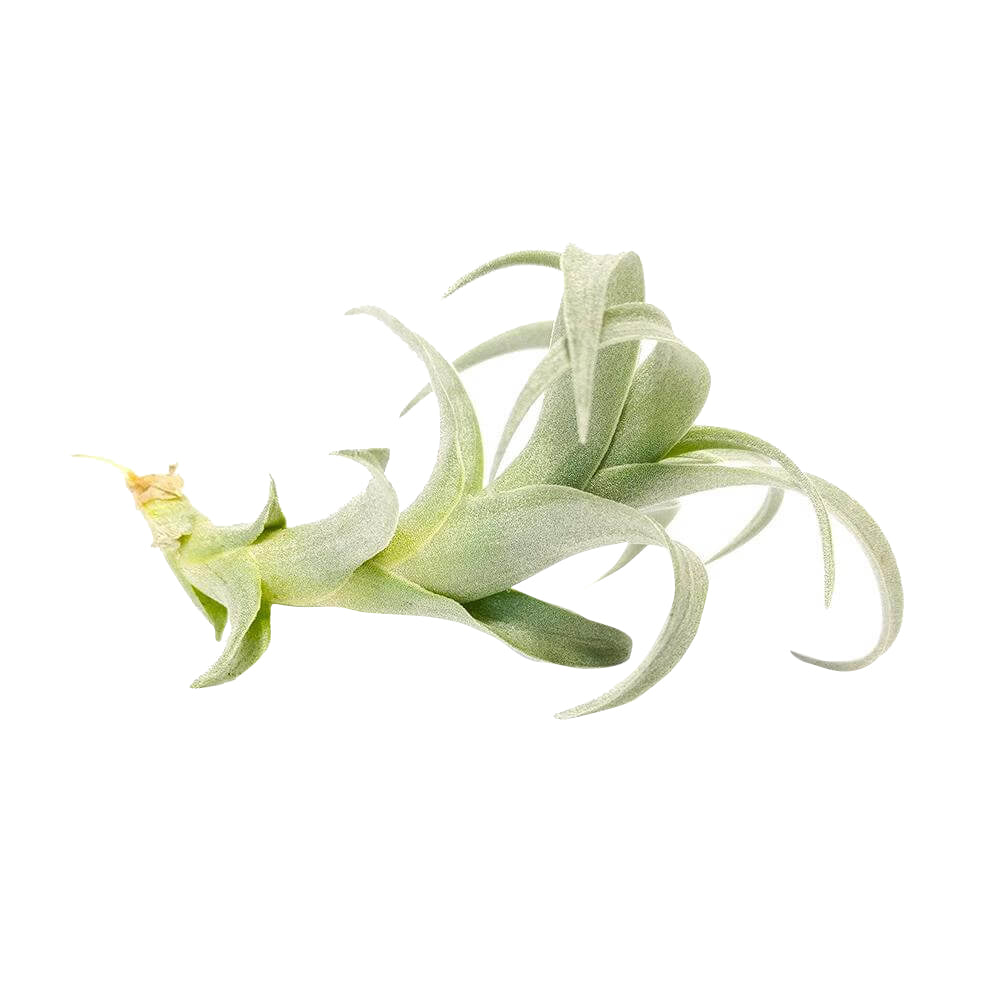 Tillandsia Nana