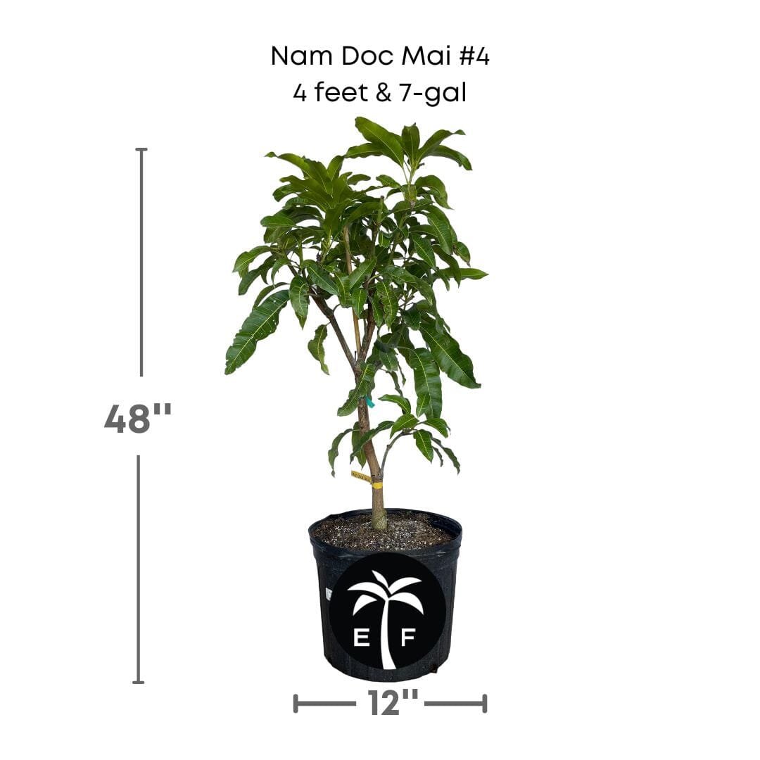 Nam Doc Mai # 4 Dwarf Mango Tree, Grafted