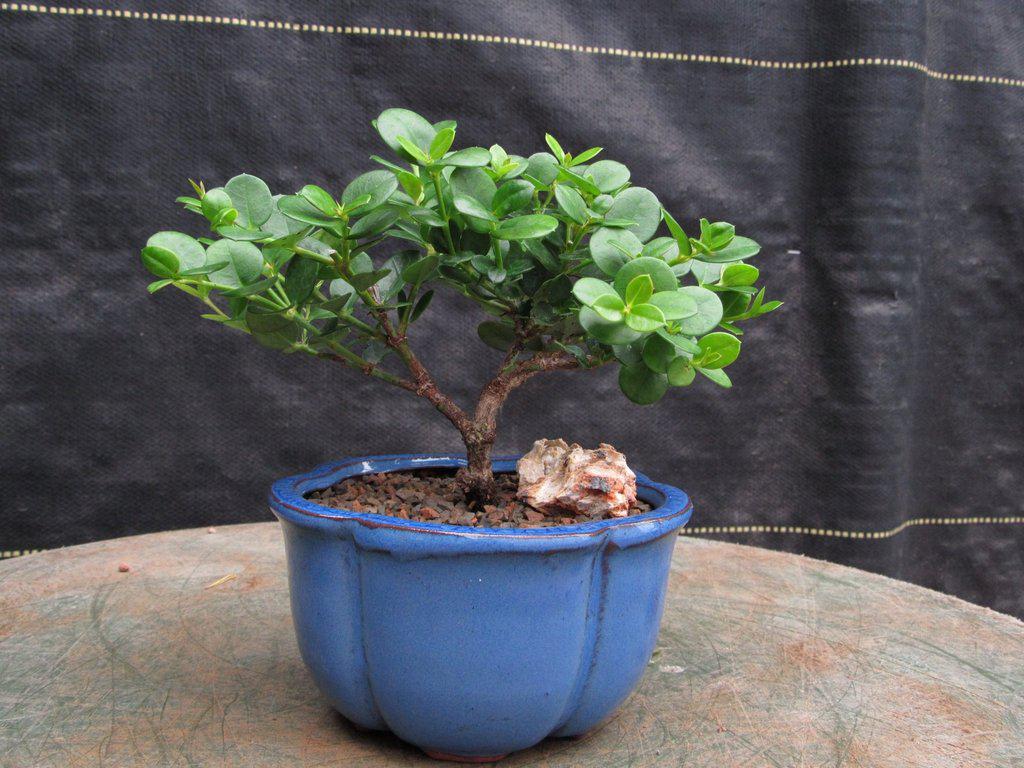 ori bonsai tree Natal Plum Bonsai Tree