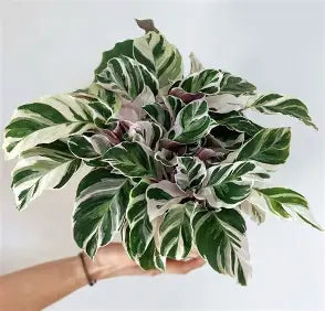Calathea 'White Fusion' - Goeppertia lietzei White Fusion - Variegated Calathea - Rare Calathea - Pet Friendly Houseplant -