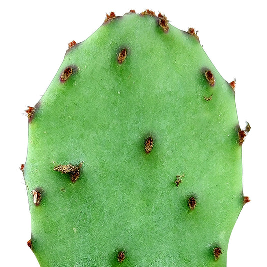 Tulip Prickly Pear Cactus