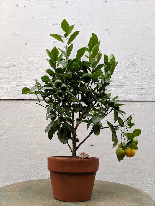 bonsai citrus tree Orange Citrus Bonsai Tree