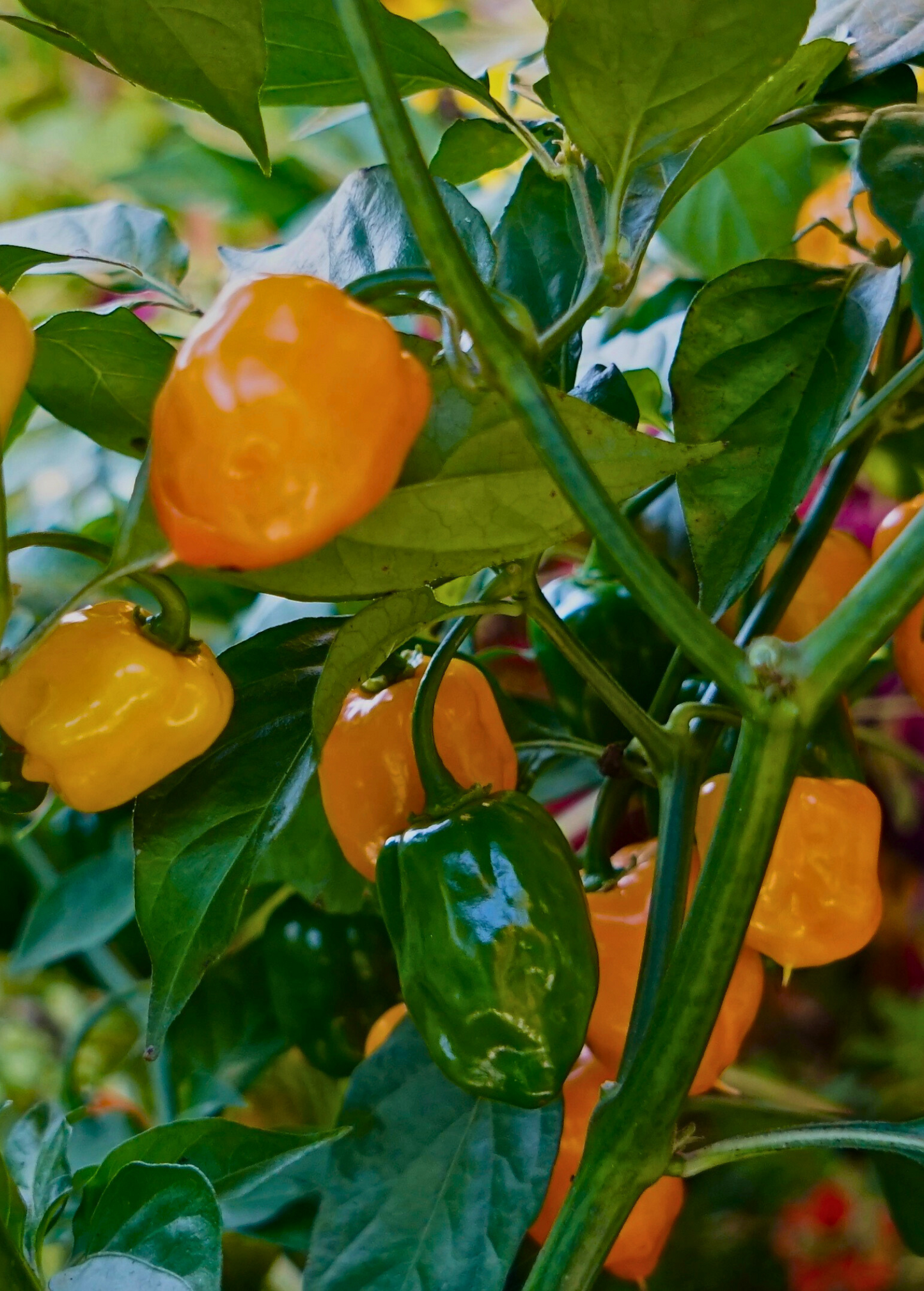 Orange Habanero Pepper (Capsicum chinense)