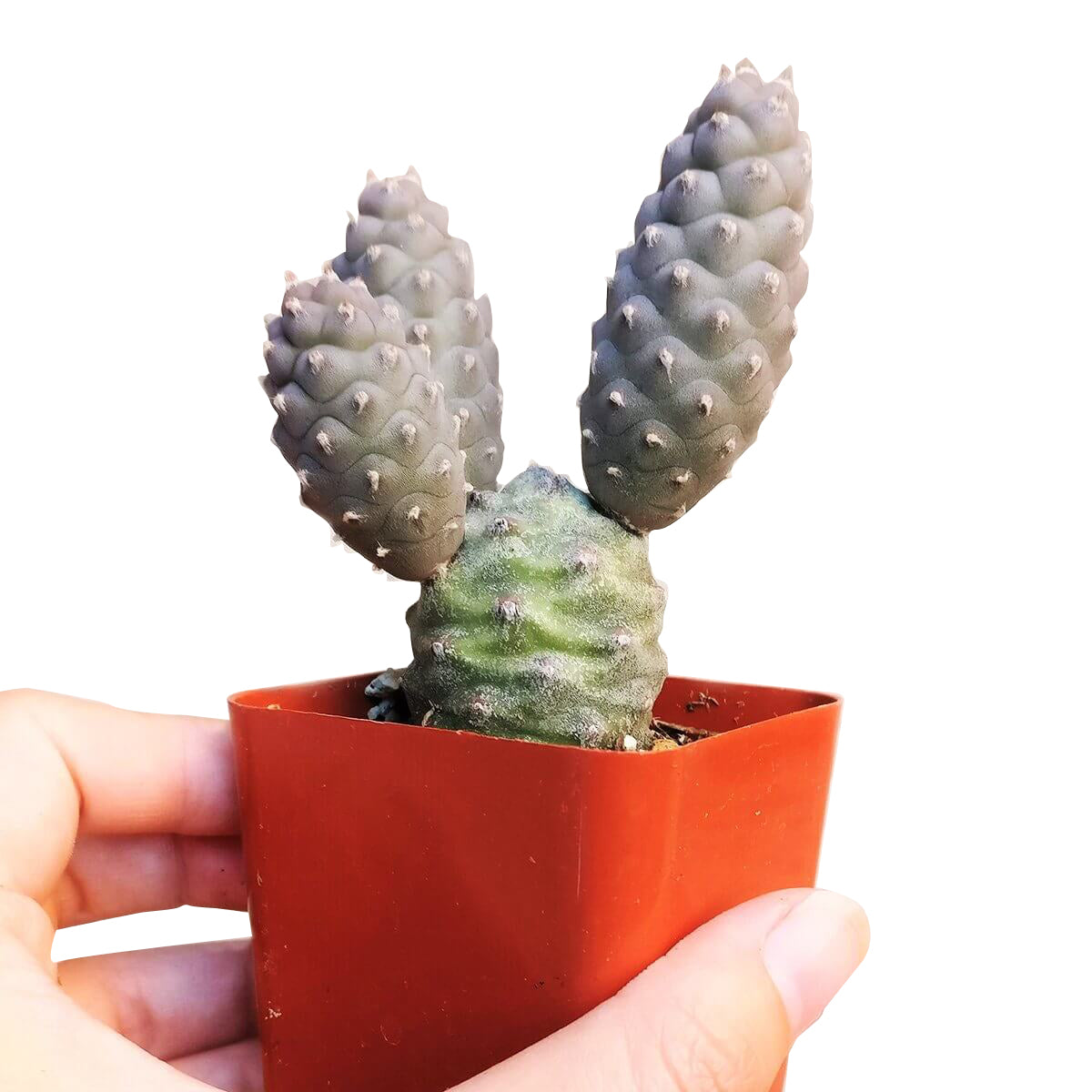 Pine Cone Cactus Tephrocactus