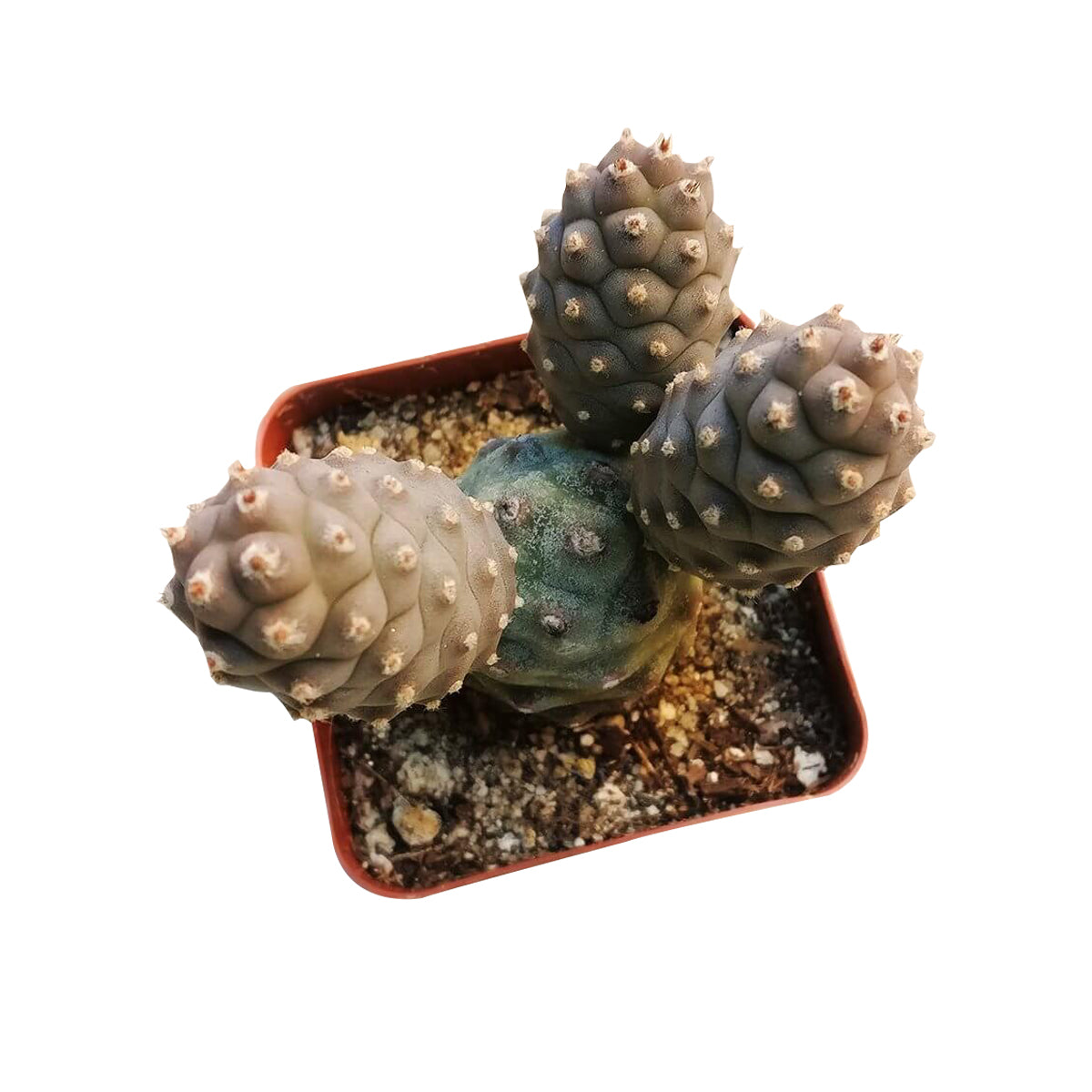 Pine Cone Cactus Tephrocactus