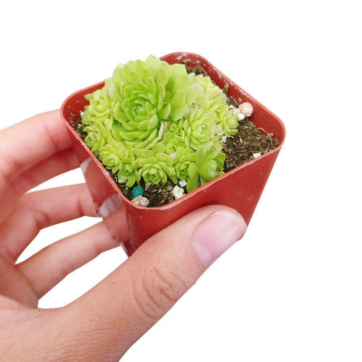 Rosularia Platyphylla