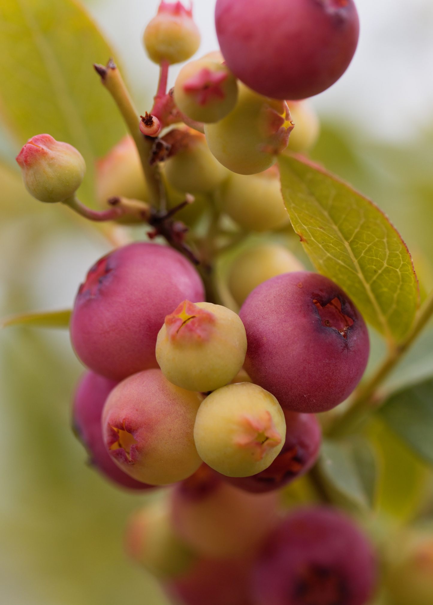 Blueberry 'Pink Lemonade' (Vaccinium corymbosum 'Pink Lemonade')