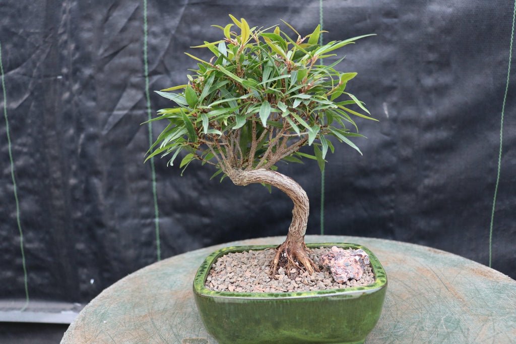bonsai tree with long thin leaves Podocarpus Bonsai Tree