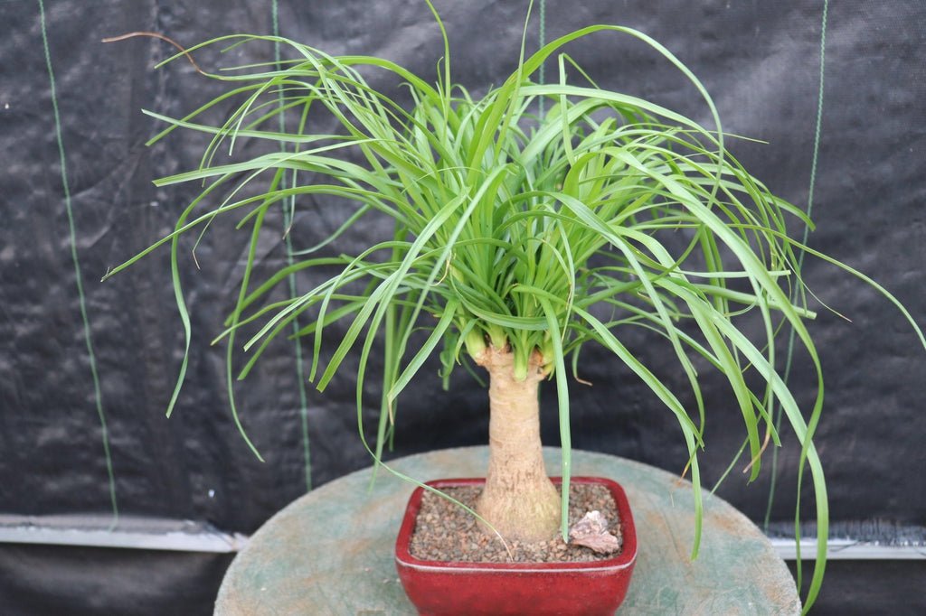 bonsai ponytail palm Ponytail Palm Bonsai Tree (Small)