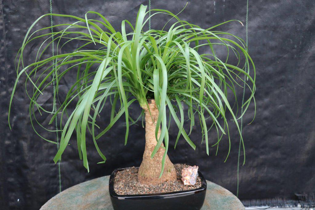 palm bonsai tree Ponytail Palm Bonsai Tree