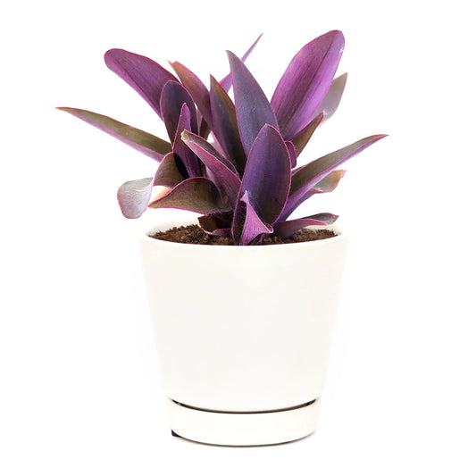 Purple Heart Tradescantia Pallida