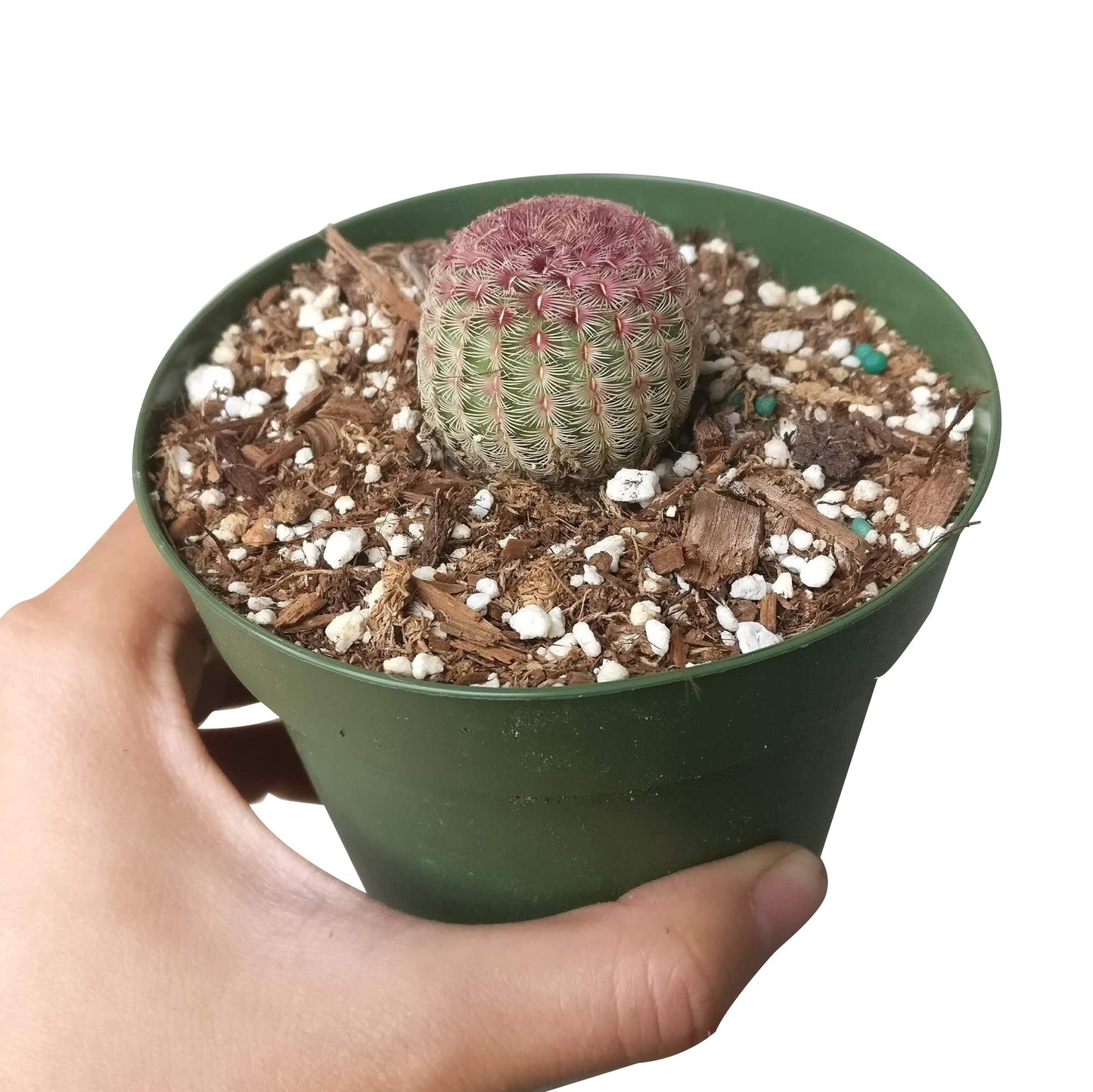 Rainbow Hedgehog Cactus