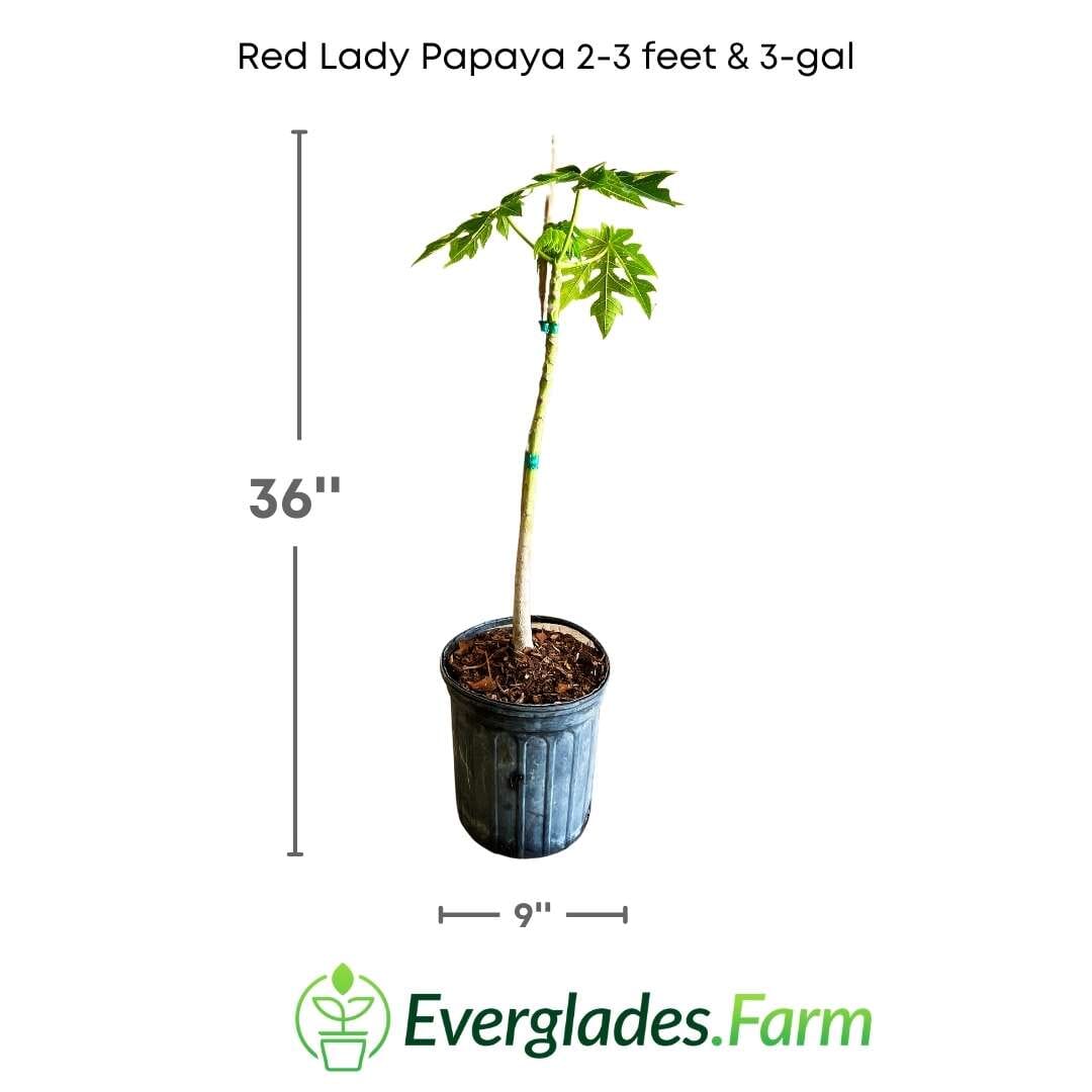 Red Lady Papaya Dwarf Tree