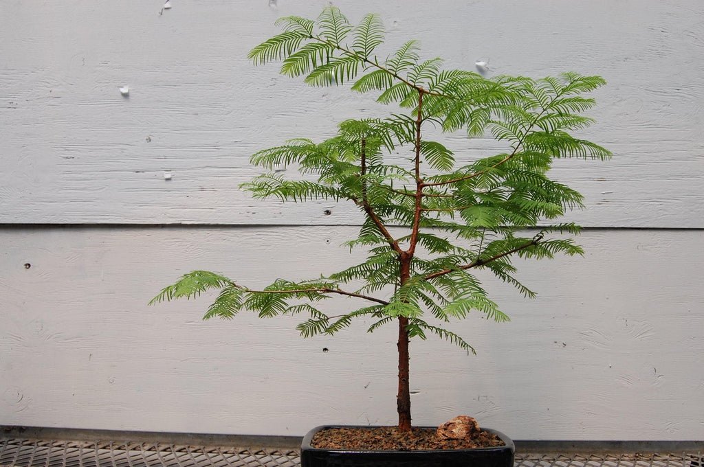 dawn redwood tree bonsai Redwood Bonsai Tree – Lovehopegrow